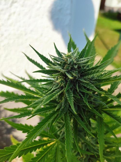Green Poison XL Auto. Week 7