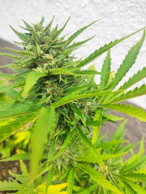 Green Poison XL Auto Süddeutschland. Week 8
