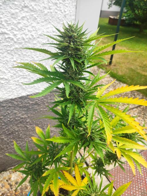 Green Poison XL Auto Süddeutschland. Week 8