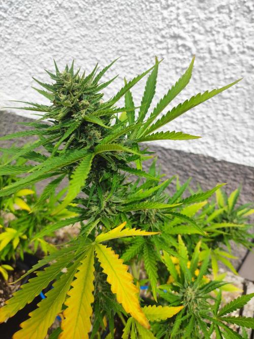 Green Poison XL Auto. Week 8