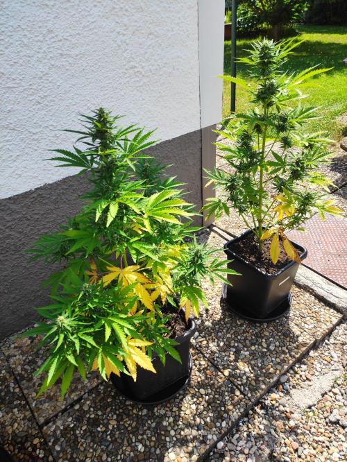 Green Poison XL Auto Süddeutschland. Week 7