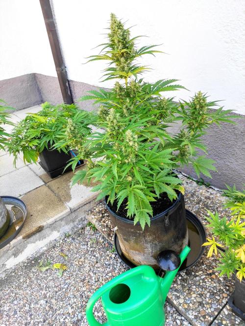 Auto Tutankhamon. Week 9