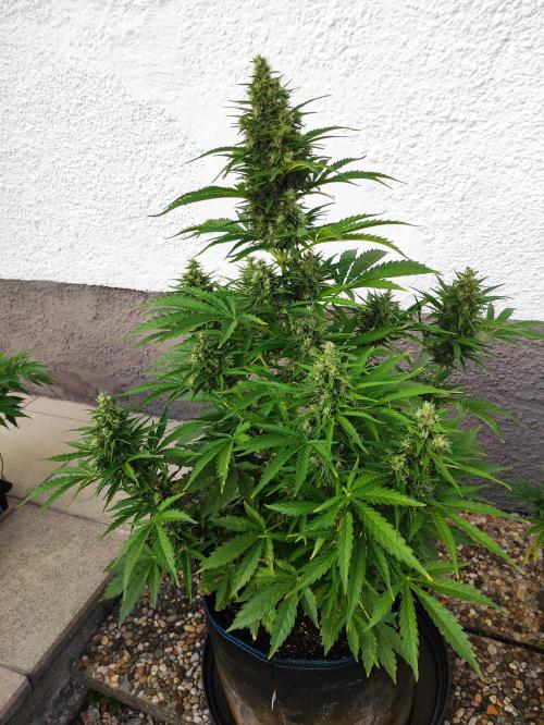 Auto Tutankhamon. Week 9