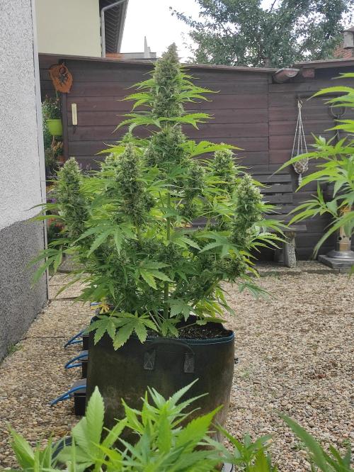 Auto Tutankhamon. Week 10