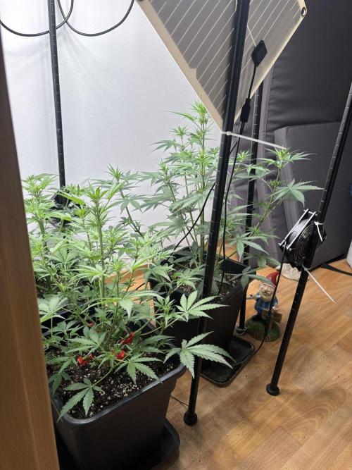 Wedding Cake Automatic. Week 4