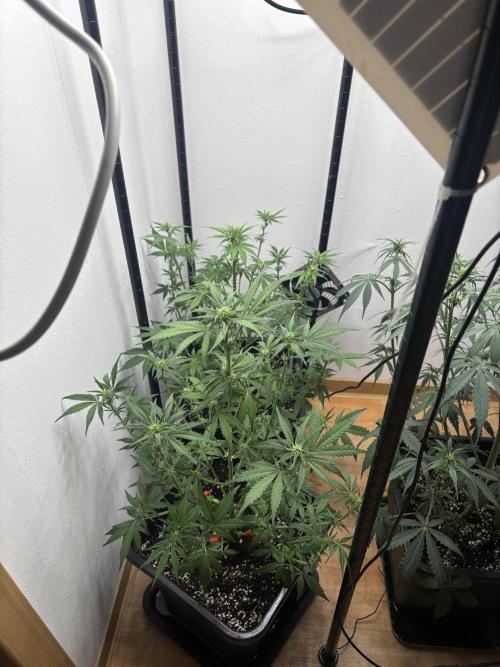 Wedding Cake Automatic. Week 7