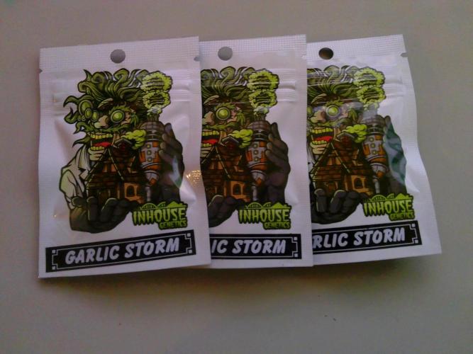 Pheno hunt #1. Week 0