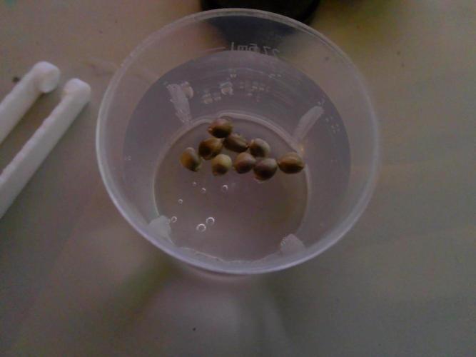 Pheno hunt #1. Week 0