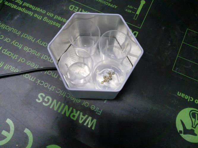 Pheno hunt #1. Week 0