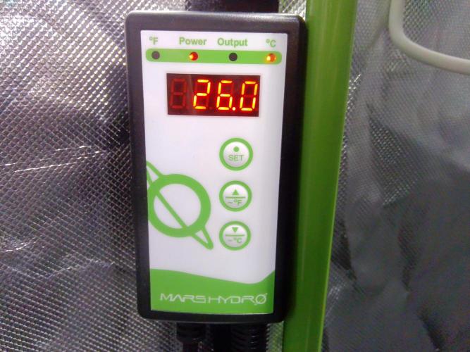 Pheno hunt #1. Week 0