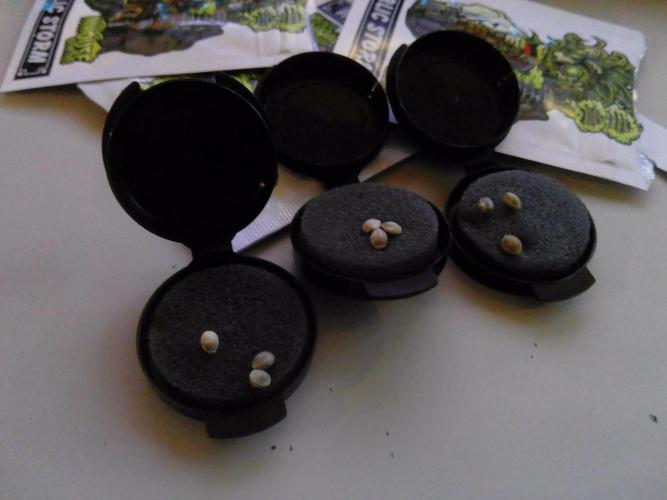 Pheno hunt #1. Week 0