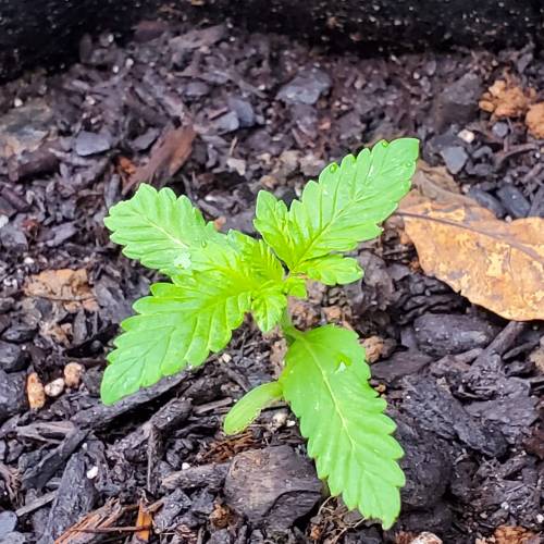 Greencrack434. Week 1 - Day 6