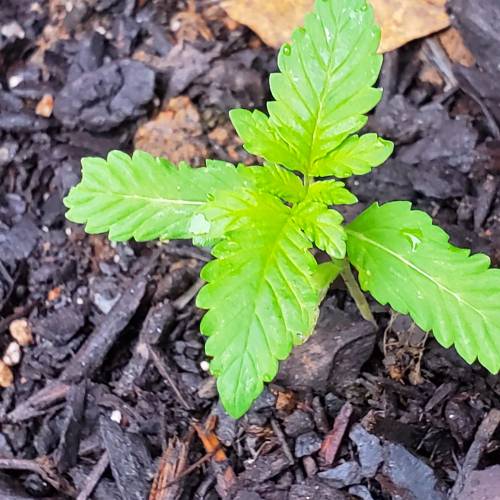 Greencrack434. Week 1 - Day 6