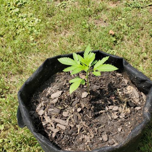 Greencrack434. Week 2 - Day 13
