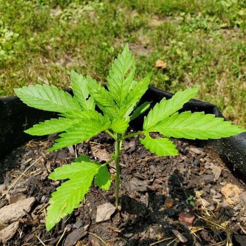 Greencrack434. Week 2 - Day 13