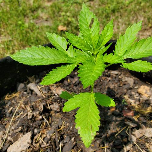 Greencrack434. Week 2 - Day 13