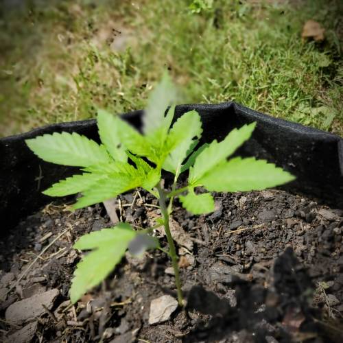 Greencrack434. Week 2 - Day 13