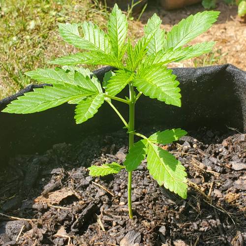 Greencrack434. Week 2 - Day 14