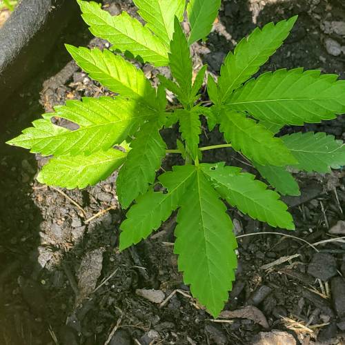Greencrack434. Week 2 - Day 14