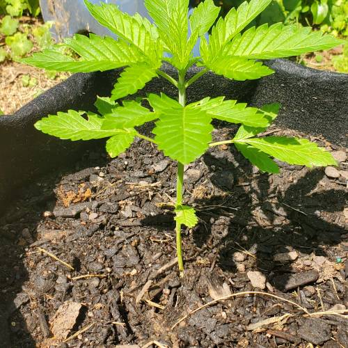 Greencrack434. Week 2 - Day 14
