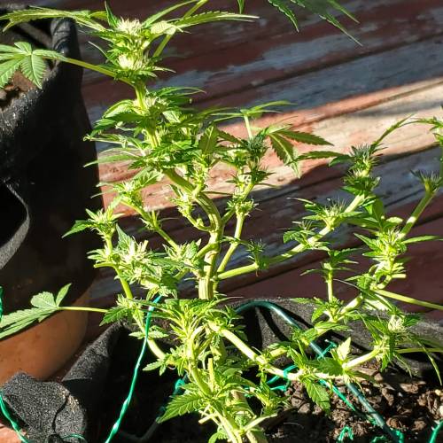 Greencrack434. Week 7 - Day 54
