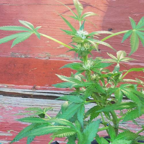 Greencrack434. Week 7 - Day 54