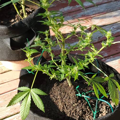 Greencrack434. Week 7 - Day 54