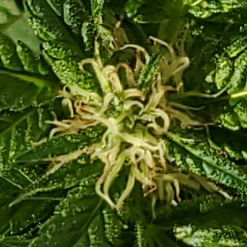 Greencrack434. Week 8 - Day 61 trichomes starting to turn but she's still very green doesnt seem like she's ready to harvest might have to push floweri g another werk