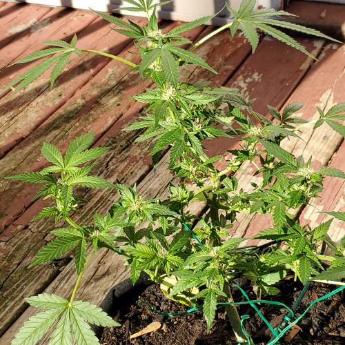 Greencrack434. Week 8 - Day 61