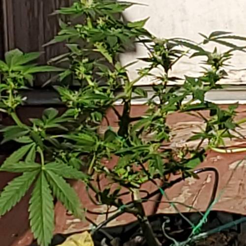 Greencrack434. Week 8 - Day 61