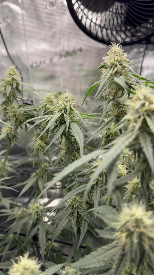 Wurlz F1 Auto