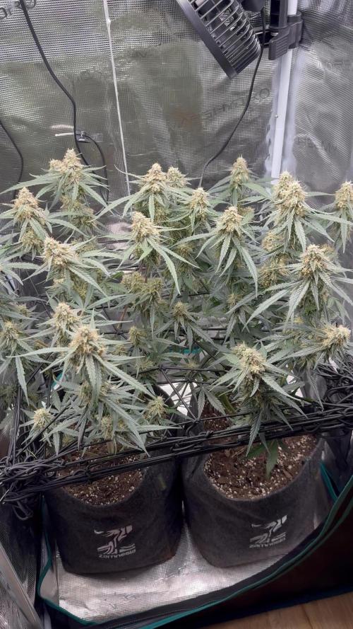 Wurlz F1 Auto