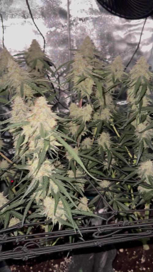 Wurlz F1 Auto