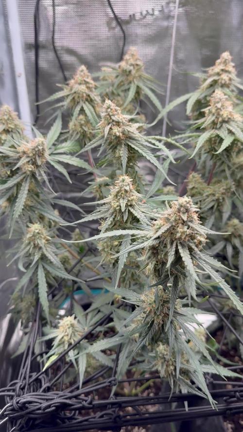 Wurlz F1 Auto