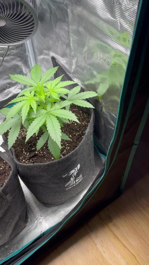 Georgia Pie ZA🥧 & Runtz F1 ZA💜