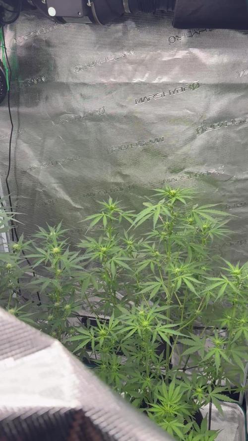 Watermelon Zkittlez Auto BF