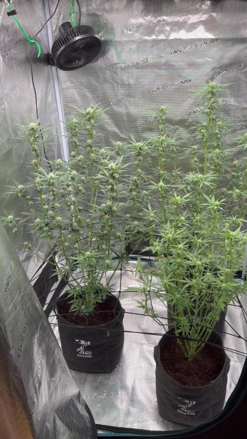 Watermelon Zkittlez Auto BF