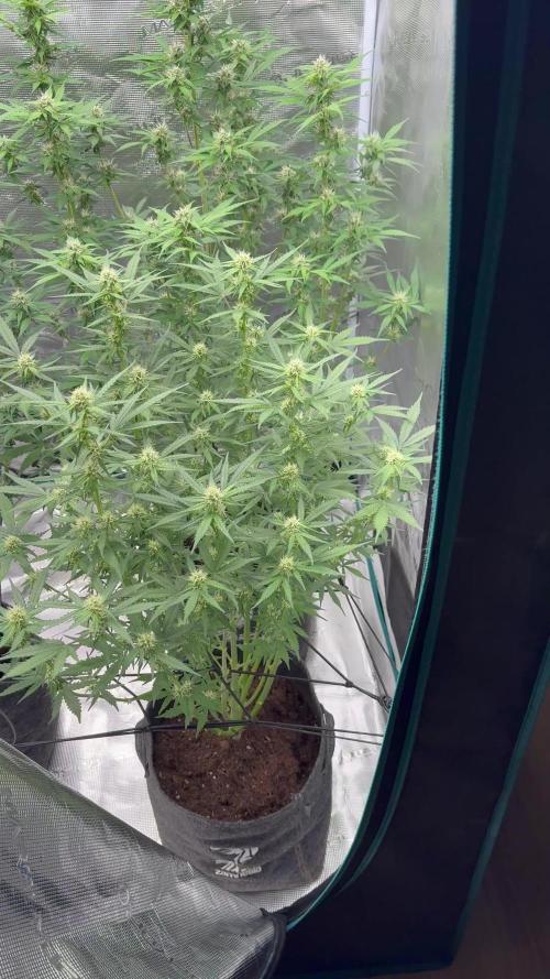 Watermelon Zkittlez Auto BF