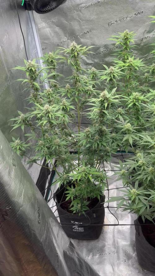 Watermelon Zkittlez Auto BF