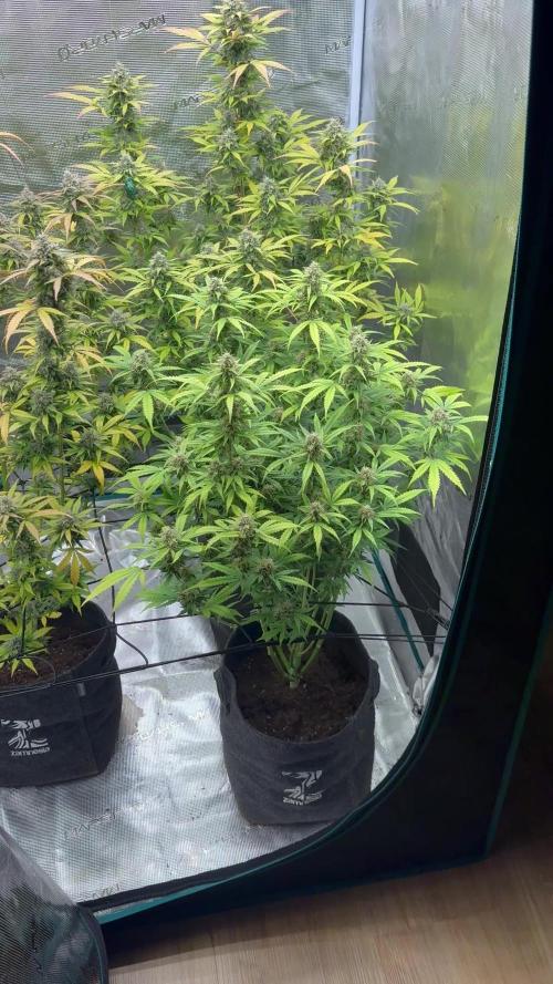 Watermelon Zkittlez Auto BF