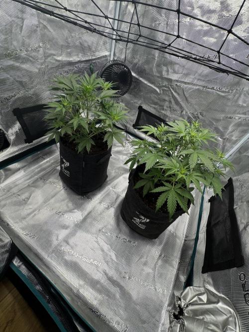 Dark😈 SweetSeeds. Week 4