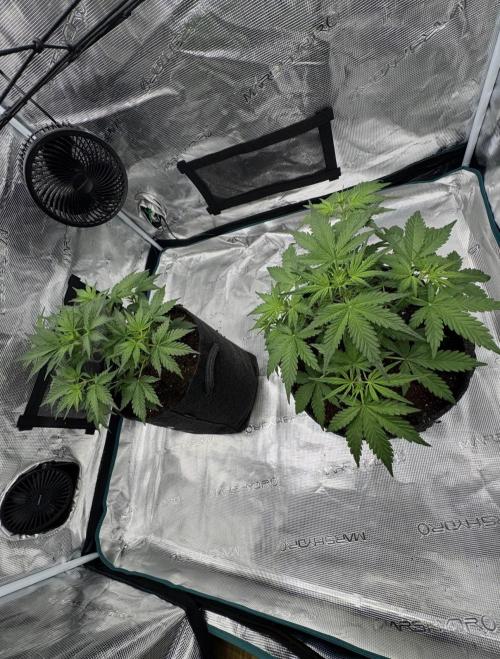 Dark😈 SweetSeeds. Week 4