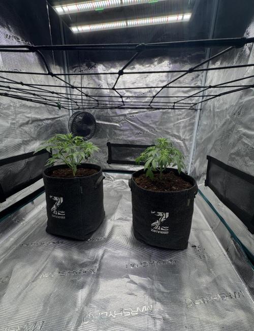 Dark😈 SweetSeeds. Week 4