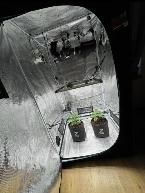 Dark😈 SweetSeeds. Week 4