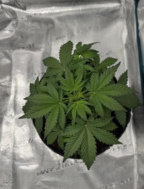 Dark😈 SweetSeeds. Week 4