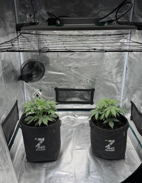 Dark😈 SweetSeeds. Week 4