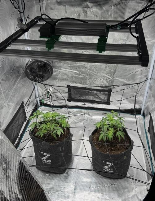 Dark😈 SweetSeeds. Week 4