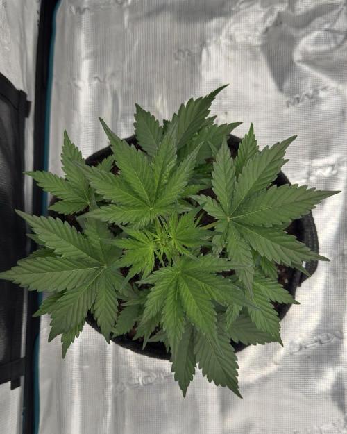 Dark😈 SweetSeeds. Week 4