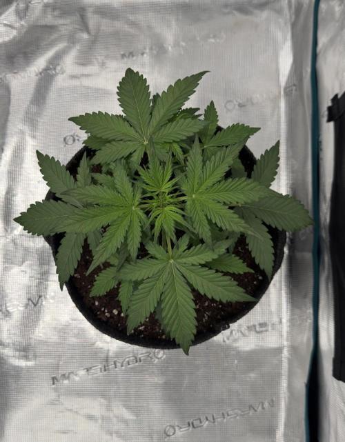 Dark😈 SweetSeeds. Week 4