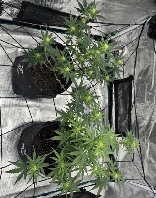 Dark😈 SweetSeeds. Week 5